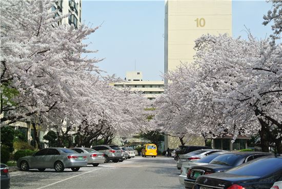진주아파트의 벚꽃