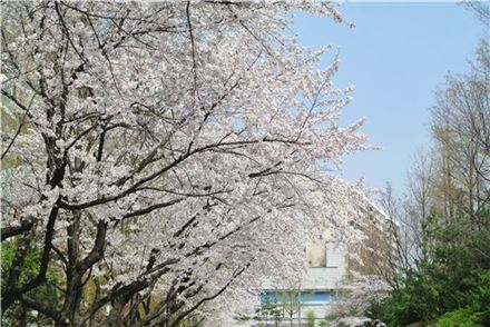 압구정동 신현대아파트의 벚꽃