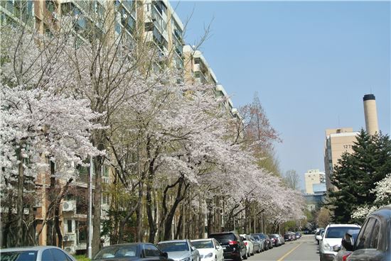 신현대아파트의 벚꽃