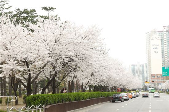 거리공원 벚꽃축제 