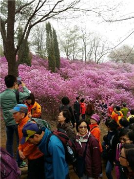▲지난 9일, 부천의 봄 3대 축제 중 하나로 꼽히는 원미산 진달래 축제에 상춘객들이 봄을 만끽하고 있다.