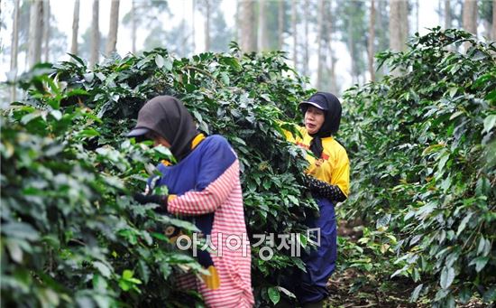 산림조합 "인도네시아와 커피사업추진 MOU 체결"