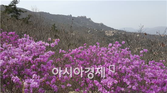 호남 5대 명산 가운데 하나인 장흥 천관산에 진달래가 활짝 피어 봄 산행에 즐거움을 더한다. 다도해의 아름다운 풍광이 한 눈에 펼쳐지는 천관산은 정상에 수많은 바위들이 하늘을 향해 솟아 오른 모양이 천자의 면류관을 닮았다하여 천관산이라 이름 붙여졌다. 사진제공=장흥군
