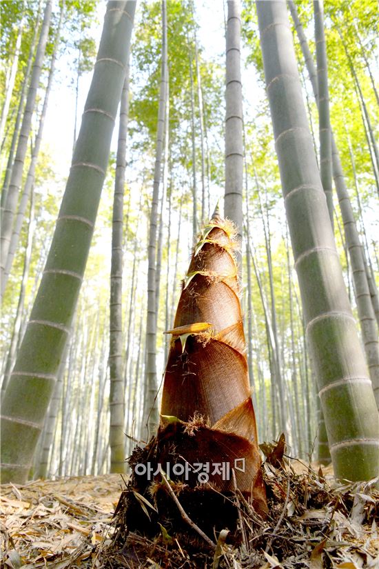 [포토] 봄기운과 함께 죽순도 ‘쑥쑥’