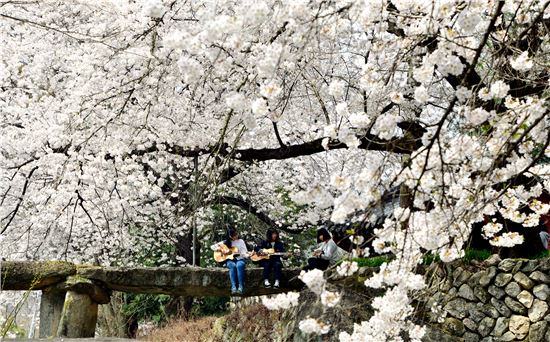 [포토]시골소녀들이 전하는 '벚꽃엔딩'