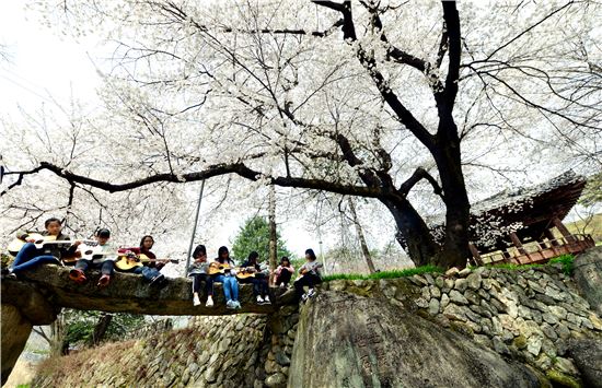 [포토]시골소녀들의 '벚꽃엔딩~'