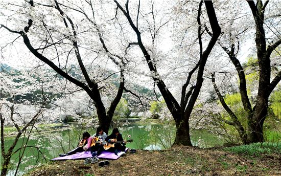 [포토]시골소녀들의 '벚꽃엔딩~'