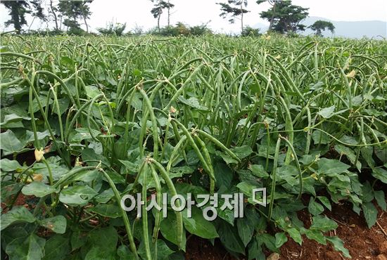 영광군,국산동부(옥당동부) 재배사업 신청하세요