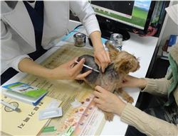 반려동물 접종