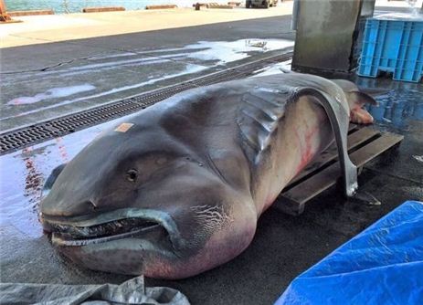 강진 전날 일본에서 잡힌 극희귀종 상어, 대지진의 전조 현상?