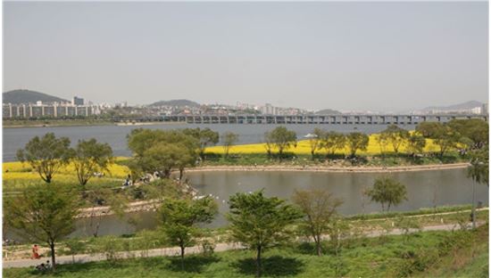 반포한강공원 서래섬 유채밭