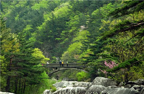 신선이 산다는 무릉도원을 본떠 무릉계곡이라 불린다. 초록빛을 더해가는 무릉계곡의 풍경이 청량하다.
