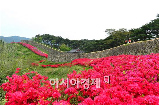 고창군 고창읍을 대표하는 관광명소 고창읍성은 지금 분홍빛 철쭉이 한창이다.
