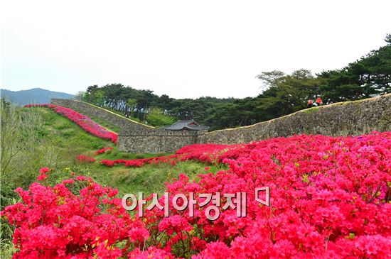 고창군 고창읍을 대표하는 관광명소 고창읍성은 지금 분홍빛 철쭉이 한창이다. 