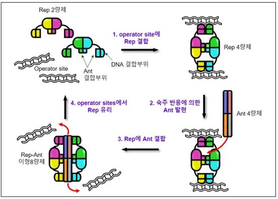 ▲억제인자-항억제인자(Rep-Ant)의 작용 방식 모델.[사진제공=미래부] 
