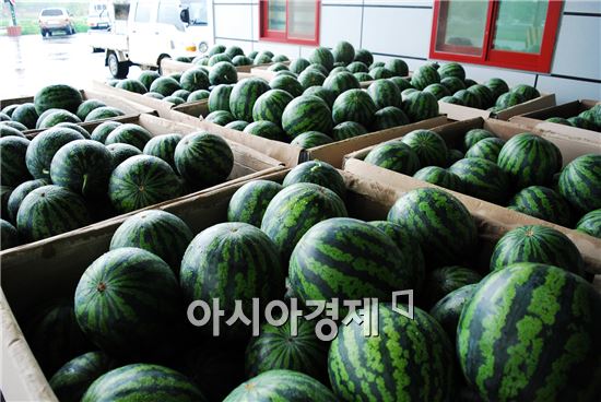 여름 제철 과채가격 더 오른다…이번달 수박·토마토 값 '↑'