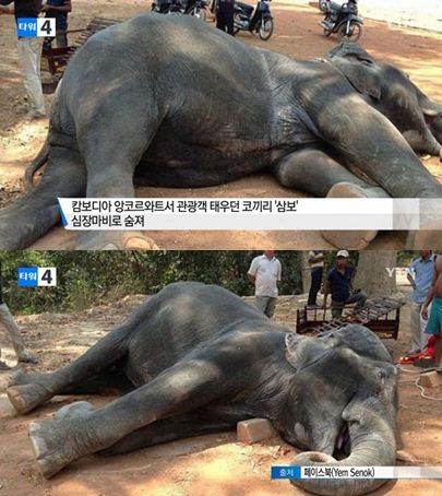 캄보디아 코끼리 '삼보' 사망/사진=YTN 뉴스 방송화면 캡처