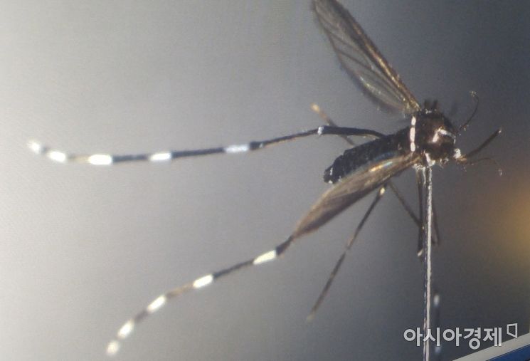 [모기전쟁]감염병 증가…"모기와 헤어지는 방법"