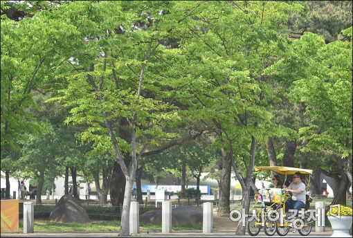 [포토]눈부신 신록