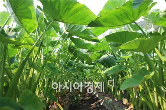 토란 맛을 아시나요? 요즘은 곡성 토란이 대세