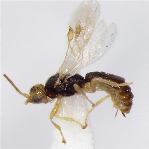 새로 발견된 말벌 이름이 '브래드 피트'?