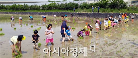 광주광역시농업기술센터는 지난 7일 우리 쌀의 소중함을 느끼고, 가족공동체의 고마움을 알리기 위한 ‘가족과 함께하는 손 모내기 체험’행사를 개최했다.
