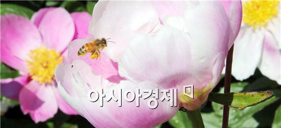 [포토]작약꽃에서 꿀을 따는 벌