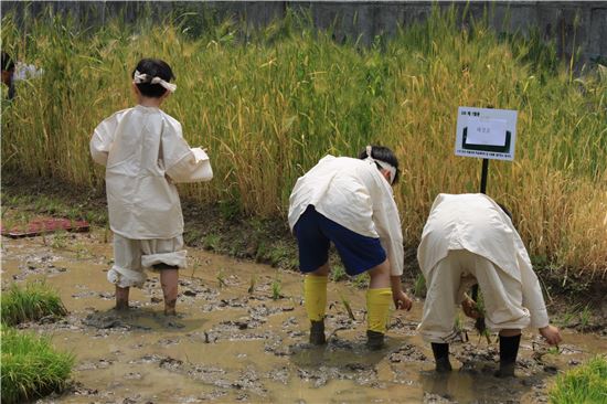 노원 초등학생들 도심서 친환경쌀 생산 체험