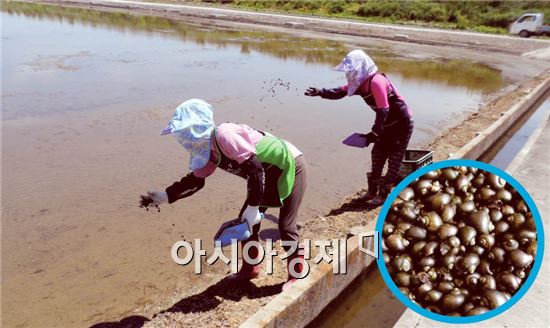 함평군 친환경농업 위해 새끼우렁이 76톤 공급