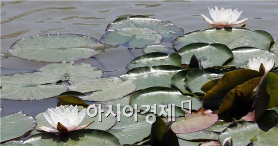 초여름 날씨를 보인 가운데 17일 함평군 함평엑스포공원 연못에서 꽃망울을 터트린 수련이 수려한 자태를 뽐내고 있다. 사진제공=함평군