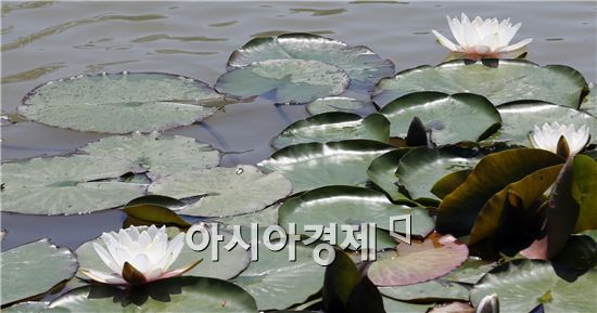 [포토]수려한 수련 활짝