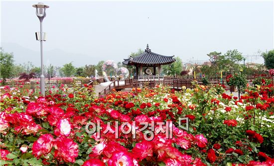 곡성 섬진강기차마을 1004 장미공원