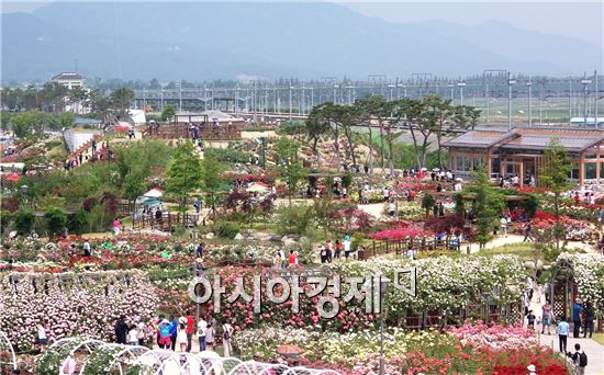 곡성 섬진강기차마을 1004 장미공원