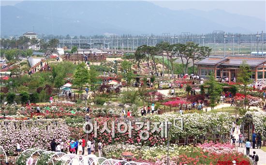 곡성세계장미축제, 20일부터 29일까지 화려한 장미의 향연