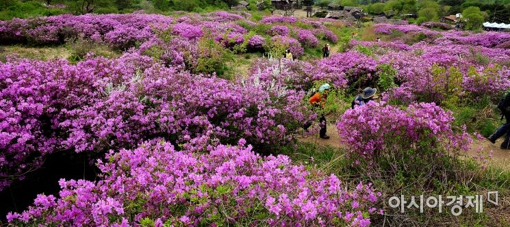 [여행만리]연분홍빛 봄꽃엔딩 