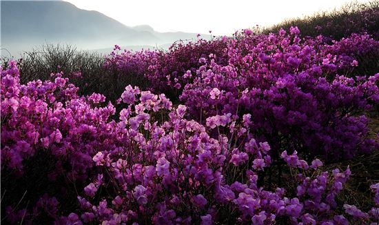 [여행만리]연분홍빛 봄꽃엔딩 