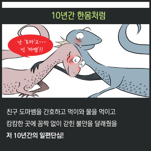 [카드뉴스]도마뱀의 사랑