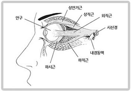 눈의 구조. 4개의 직근과 2개의 사근이 시신경과 연결되어 있다 