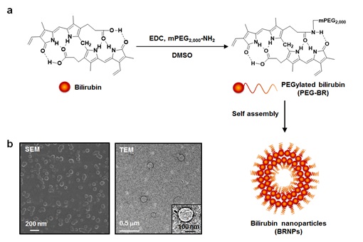 ▲빌리루빈과 폴리에틸렌 글리콜의 축합방법, 제조된 빌리루빈 기반 나노입자의 모식도와 전자현미경 이미지.[사진제공=카이스트]

