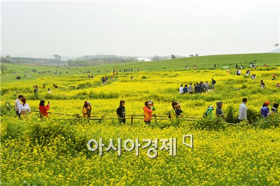 고창 청보리밭 축제 45만명 발길