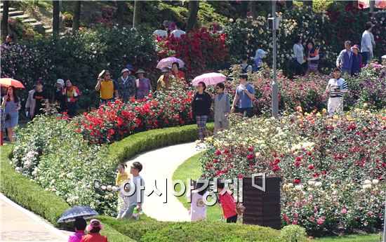 [포토]곡성세계장미축제에서 장미향에 취한 상춘객들