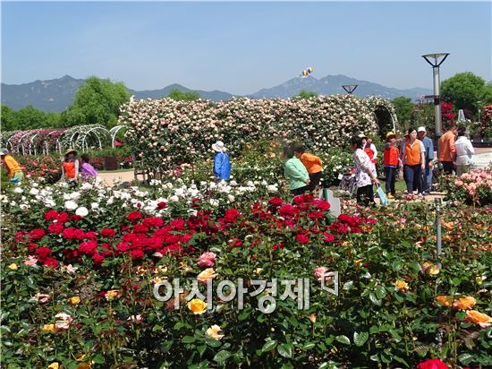 [포토]곡성으로 수천만송이 명품장미 보러오세요