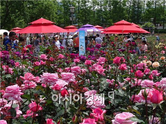 폭염이 연일 계속되는 가운데 21일 곡성 세계장미축제를 찾은 수많은 가족, 연인, 어린이 등 관광객들이 곡성섬진강기차마을 내에 위치한 1004장미공원을 거닐며 형형색색 꽃물결을 이룬 꽃의 여왕 장미의 자태를 감상하고 있다.

  

장미향이 가득한 제6회 곡성 세계장미축제는 5월 20일부터 29일까지 10일간 전국적인 관광명소로 자리매김하고 있는 곡성 섬진강기차마을에서 펼쳐진다.
