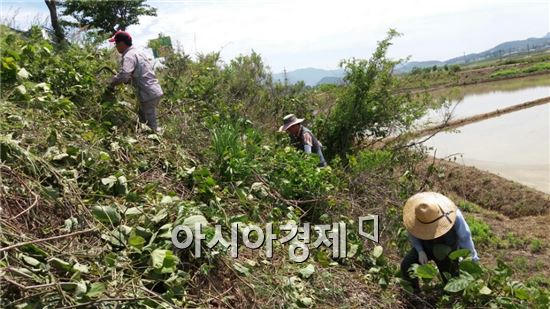 영암군, 칡덩굴 제거 한창