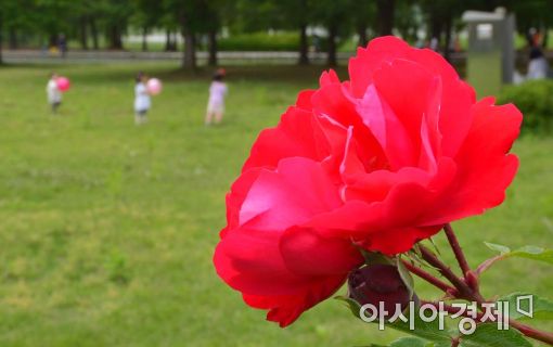 [포토]탐스러운 장미 