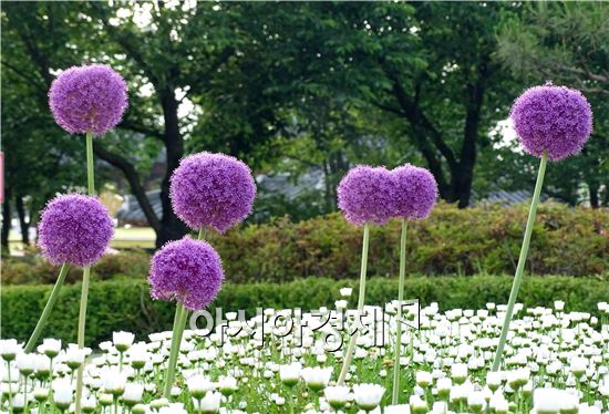 [포토]곡성장미축제장에 핀 화사한 '알리움'
