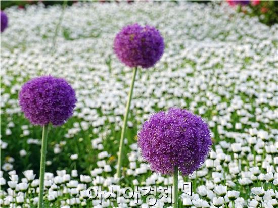 [포토]알리움의 화려한 자태