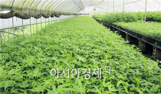 ‘숲 속의 전남’만들기 6월의 나무에 '황칠나무' 선정