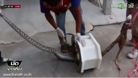 성기 물고 변기에 끼어 있는 뱀. 사진=유튜브 '데일리미러뉴스' 캡처