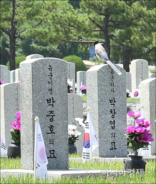 [포토]호국보훈의 달 물고온 까치